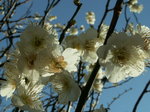 20070211yusima02.jpg